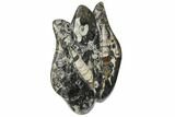 Fossil Goniatite & Orthoceras Sculpture - Morocco #111023-1